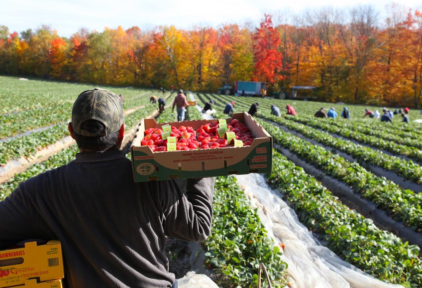 Picker on a strawberry field, Quebec, Canada Picker on a strawberry field, Quebec, Canada
